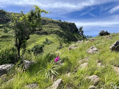 Watsonia densiflora