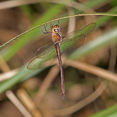 Austrocordulia refracta