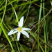 Pauridia nana - Photo (c) Richard Adcock, algunos derechos reservados (CC BY-NC), subido por Richard Adcock