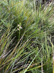 Zaluzianskya microsiphon