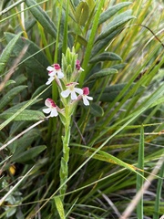 Zaluzianskya microsiphon