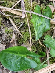 Arum maculatum