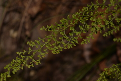 Lindsaea microphylla