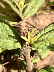 Eriosemopsis subanisophylla