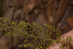 Lindsaea microphylla