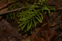 Gleichenia rupestris