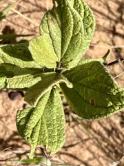 Eriosemopsis subanisophylla