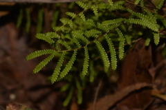 Gleichenia rupestris