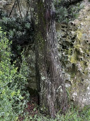 Podocarpus latifolius