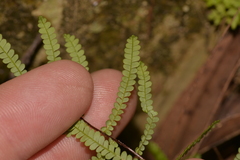 Gleichenia rupestris