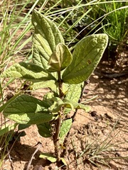 Eriosemopsis subanisophylla