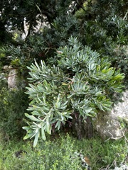 Podocarpus latifolius
