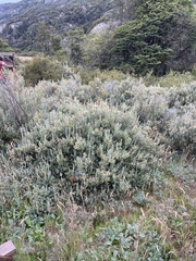 Chiliotrichum diffusum