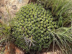 Euphorbia pulvinata