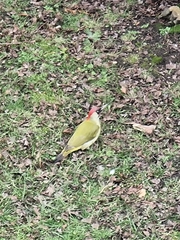 Picus viridis