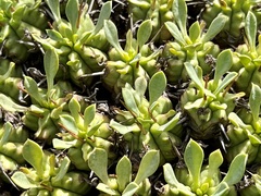 Euphorbia pulvinata