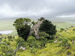 Podocarpus latifolius