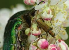 Chrysanthia viridissima