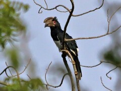 Bycanistes bucinator