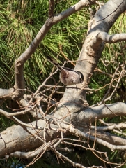 Aegithalos caudatus