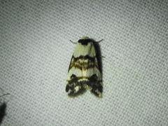 Thallarcha albicollis