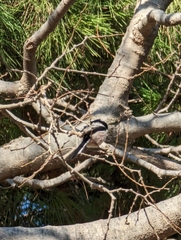 Aegithalos caudatus