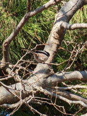 Aegithalos caudatus