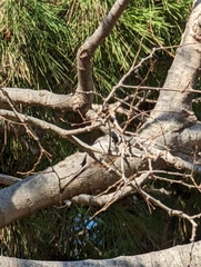 Aegithalos caudatus