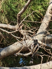 Aegithalos caudatus