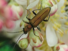 Chrysanthia viridissima