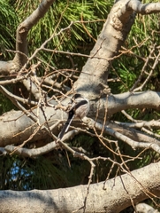 Aegithalos caudatus