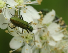 Chrysanthia viridissima