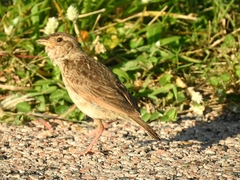 Mirafra javanica