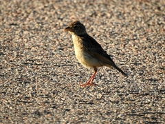 Mirafra javanica