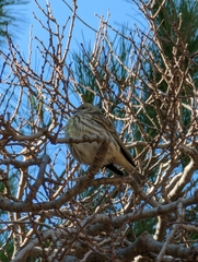 Serinus serinus