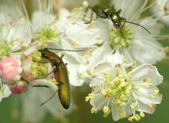 Chrysanthia viridissima
