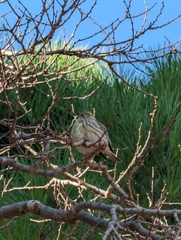 Serinus serinus