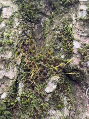 Syntrichia laevipila
