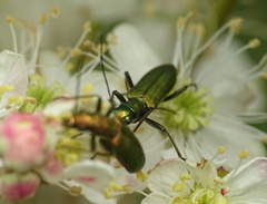 Chrysanthia viridissima
