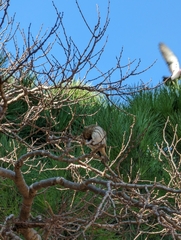 Serinus serinus