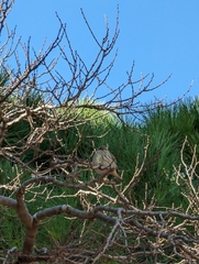 Serinus serinus