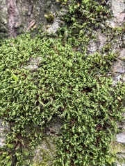 Encalypta streptocarpa