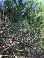 Serinus serinus