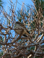 Serinus serinus