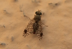 Euarestoides acutangulus