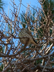 Serinus serinus