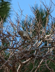 Serinus serinus