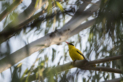 Oriolus chinensis diffusus