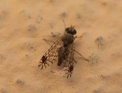 Euarestoides acutangulus