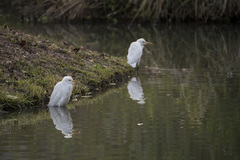 Bubulcus ibis coromandus